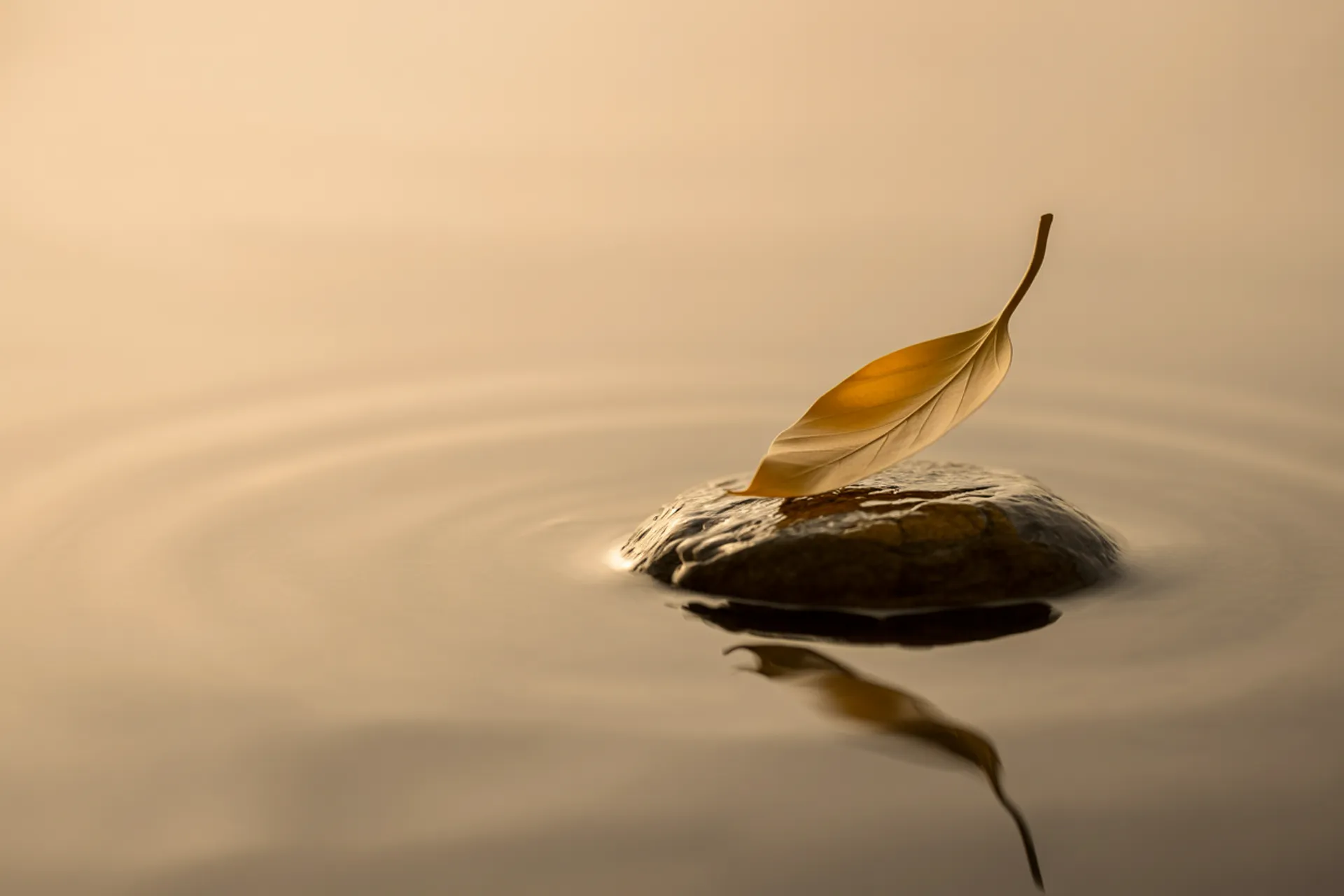 Estatua de Buda rodeada de hojas caídas simbolizando impermanencia